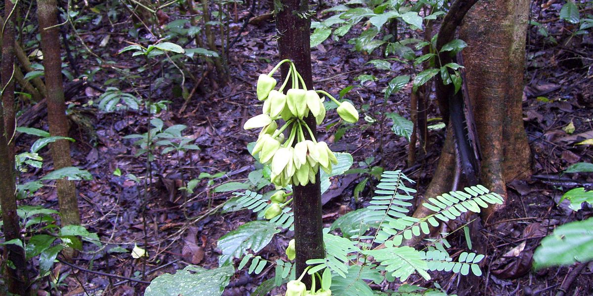 Kamerun: Einzigartiger Baum nach Leonardo DiCaprio benannt