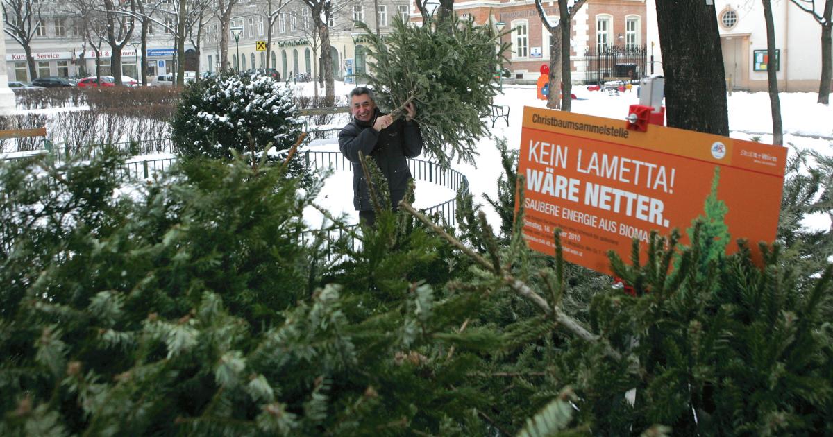 Letzte Reise der Christbäume: Tipps zum Entsorgen und Weiterverwerten
