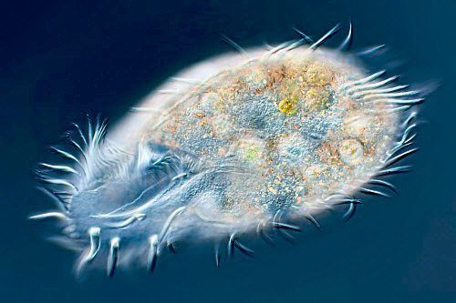 Fressen und gefressen werden: Rasante Co-Evolution unter Mikroorganismen