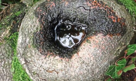 Baumhöhlen dienen als Mikrokosmos des Lebens