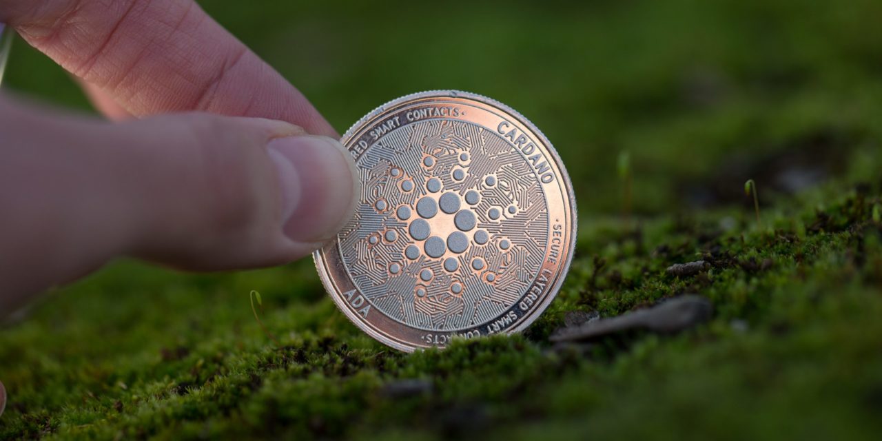 Cardano Foundation pflanzt eine Million Bäume
