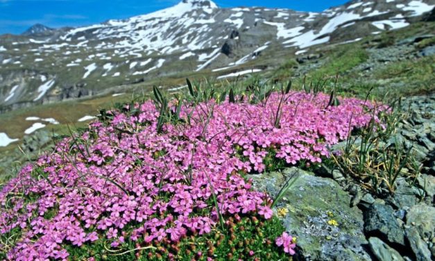 Gerade an Hitze angepasste Alpenpflanzen könnten unter Erwärmung leiden