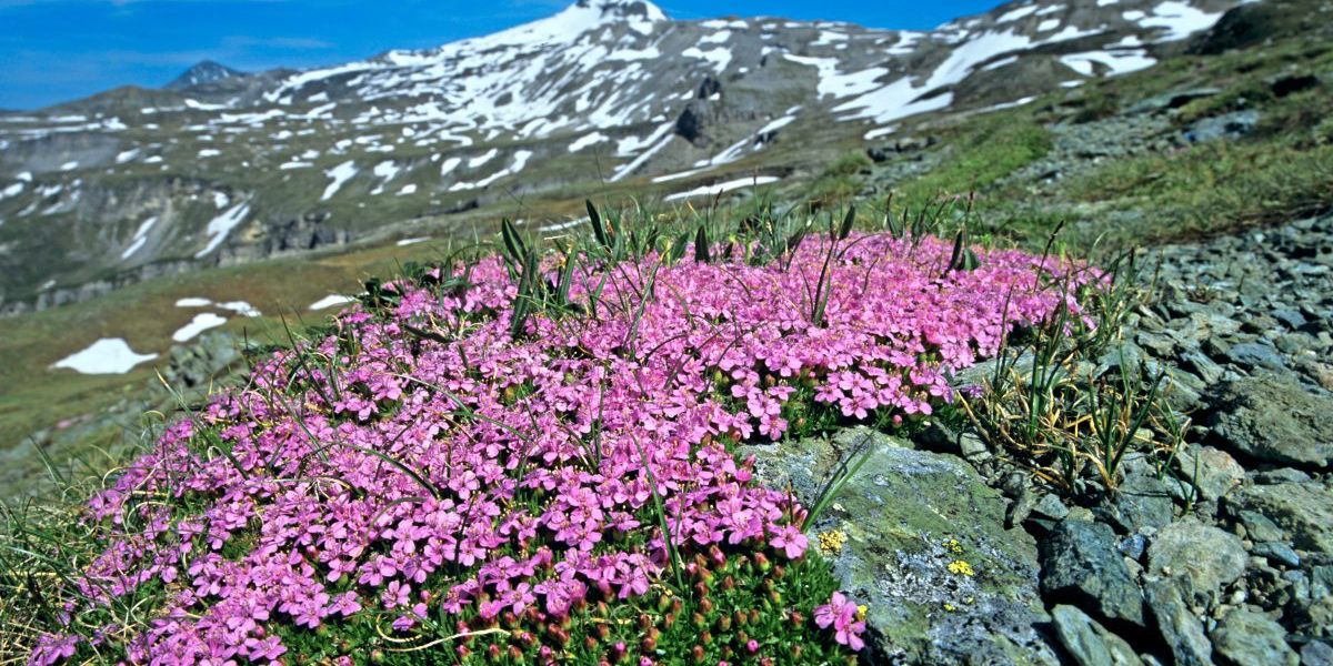 Gerade an Hitze angepasste Alpenpflanzen könnten unter Erwärmung leiden