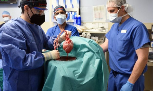Medizin-Sensation mit Schweineherz: Wenn Tierorgane Menschenleben retten