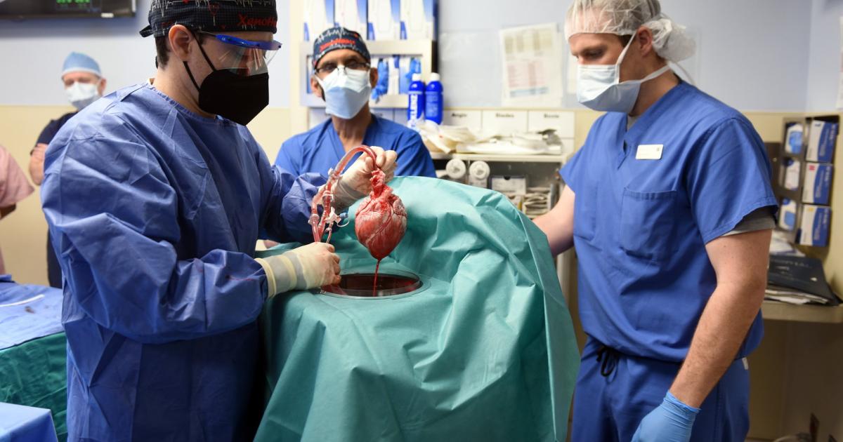 Medizin-Sensation mit Schweineherz: Wenn Tierorgane Menschenleben retten