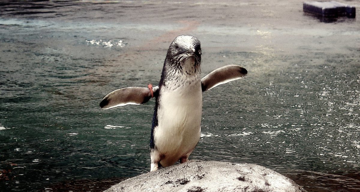 Linux Mint 20.3 mit angepasstem Interface und moderater Modellpflege