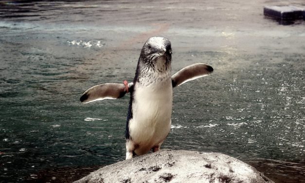 Linux Mint 20.3 mit angepasstem Interface und moderater Modellpflege