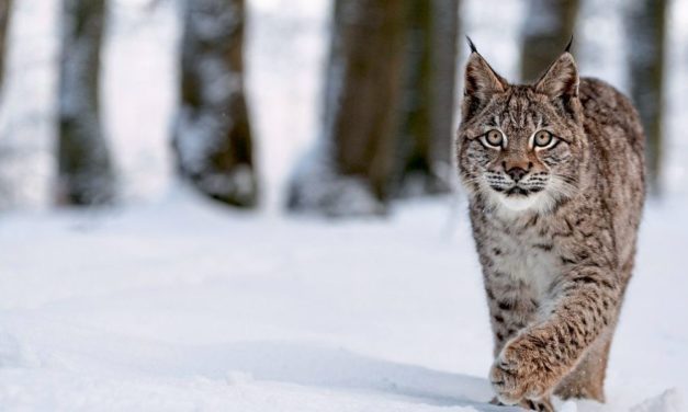 Was der Luchs hierzulande zum Überleben braucht