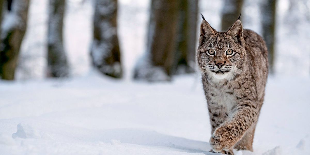 Was der Luchs hierzulande zum Überleben braucht