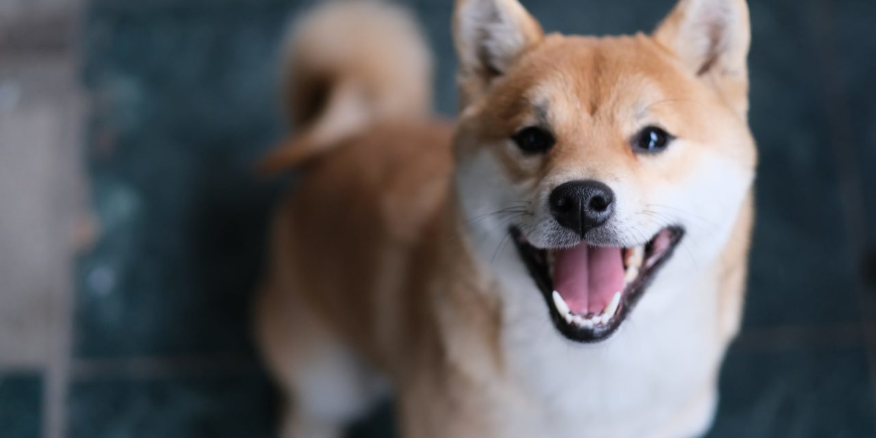 Dogecoin und Shiba Inu pumpen um 12 Prozent