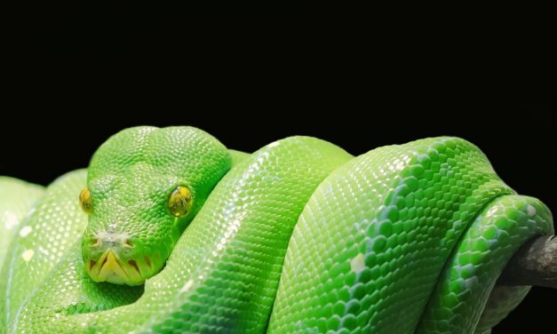 Kommandozeileninterpreter IPython 8 macht konstruktive Vorschläge