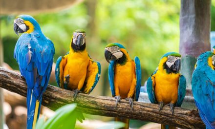 Entwicklungsumgebung: Eclipse Theia 1.21 bringt Neues für die Benutzeroberfläche