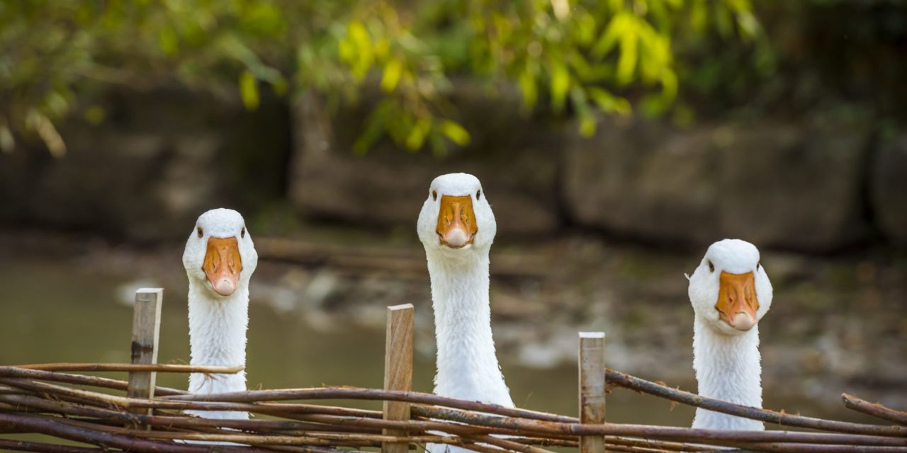 Ethereum sucht den Boden, Cosmos verharrt, Near mit neuem Allzeithoch