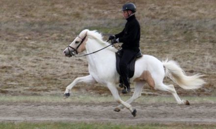 Die Schlachtrösser, die gar keine waren