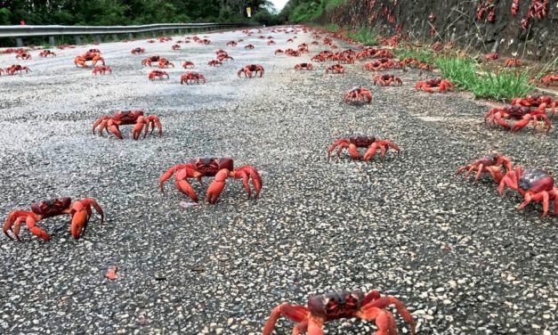 Die Weihnachtsinsel-Krabben marschieren wieder in Rekordzahl