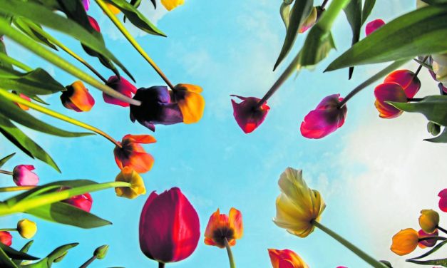 Holländische Tulpen und Tomaten verteuern sich deutlich