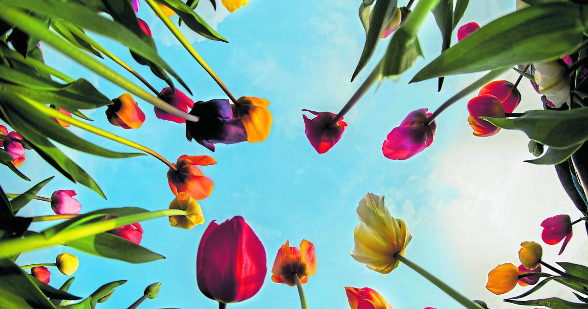 Holländische Tulpen und Tomaten verteuern sich deutlich