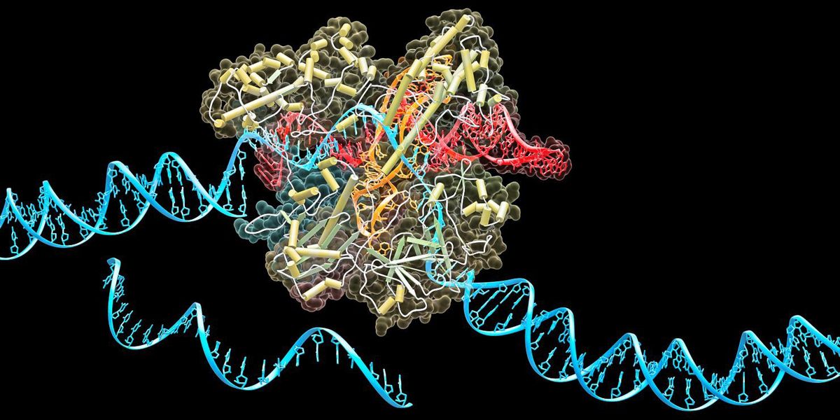 Neue medizinische Anwendungen der Gen-Schere