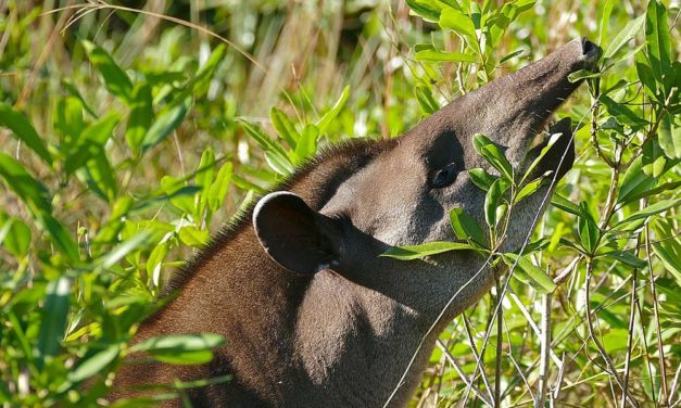 Größtes Landtier Südamerikas vom Aussterben bedroht