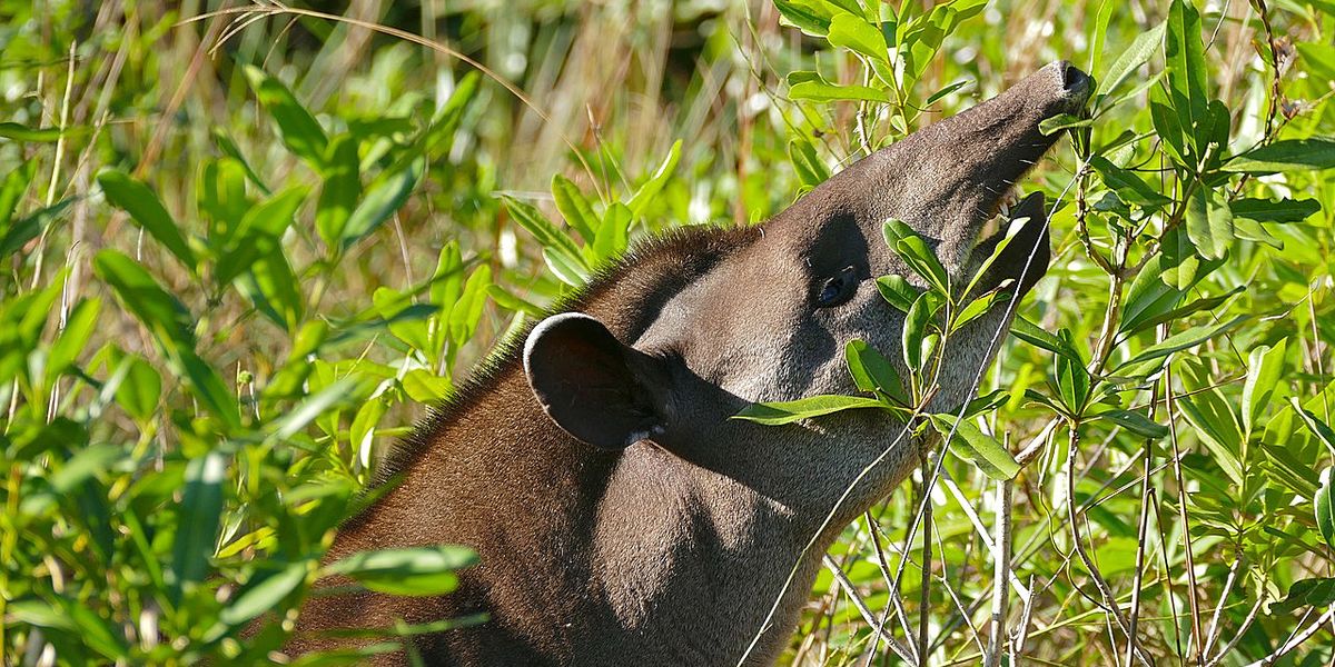 Größtes Landtier Südamerikas vom Aussterben bedroht