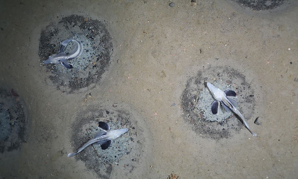 Weltgrößte Ansammlung von Fischnestern in der Antarktis entdeckt
