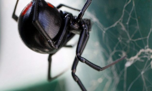Geheimnis um Gift der Schwarzen Witwen ein Stück weit gelöst