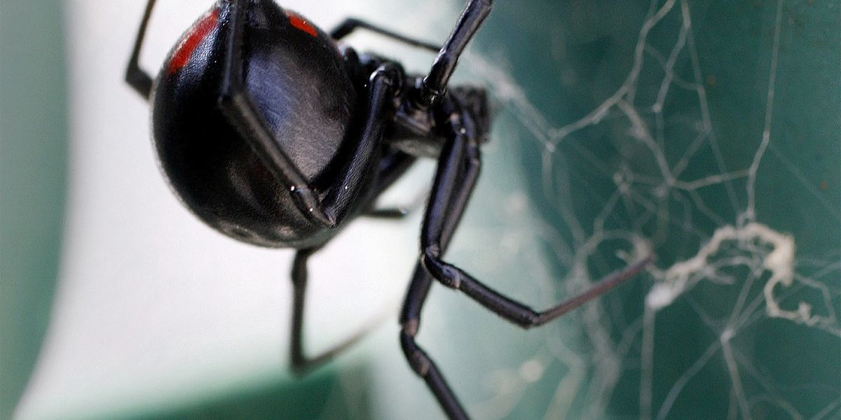 Geheimnis um Gift der Schwarzen Witwen ein Stück weit gelöst
