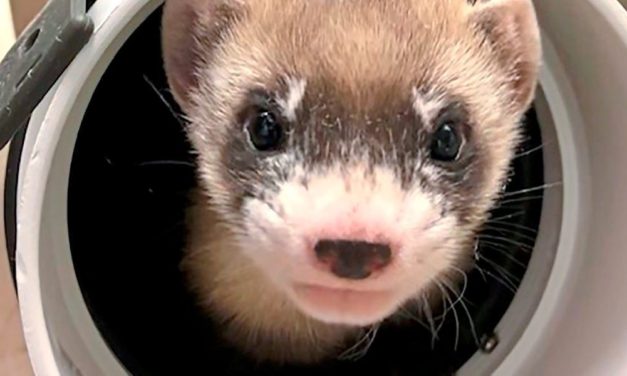 Iltis-Weibchen soll seine Art vor genetischem Verfall bewahren