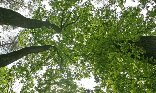 Bundesforste: Schadholzmengen gefährden geordnete Waldbewirtschaftung