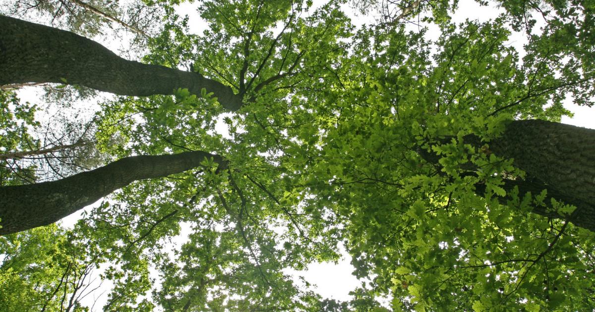 Bundesforste: Schadholzmengen gefährden geordnete Waldbewirtschaftung