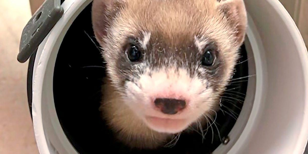 Geklontes Iltis-Weibchen soll seine Art vor genetischem Verfall bewahren