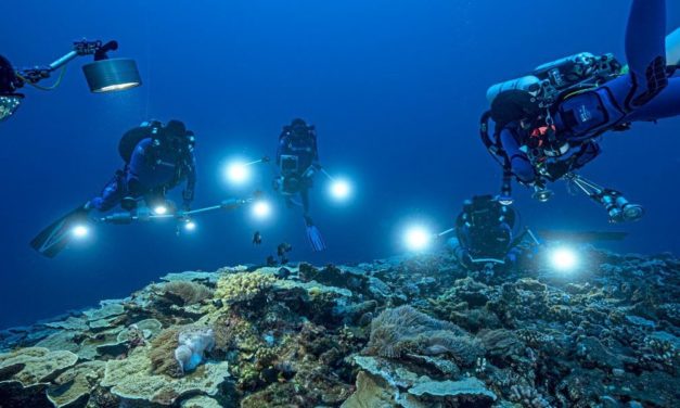 Beeindruckendes Korallenriff vor Tahiti entdeckt