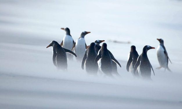 Eselspinguine nisten aufgrund der Klimakrise immer weiter südlich