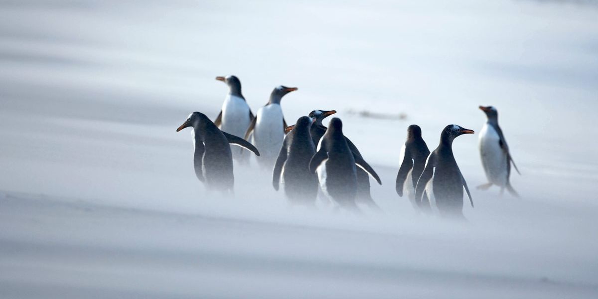 Eselspinguine nisten aufgrund der Klimakrise immer weiter südlich