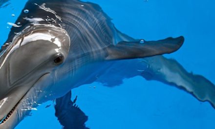 Der Delfin – ein Wal mit unfreiwilligem Polit-Image