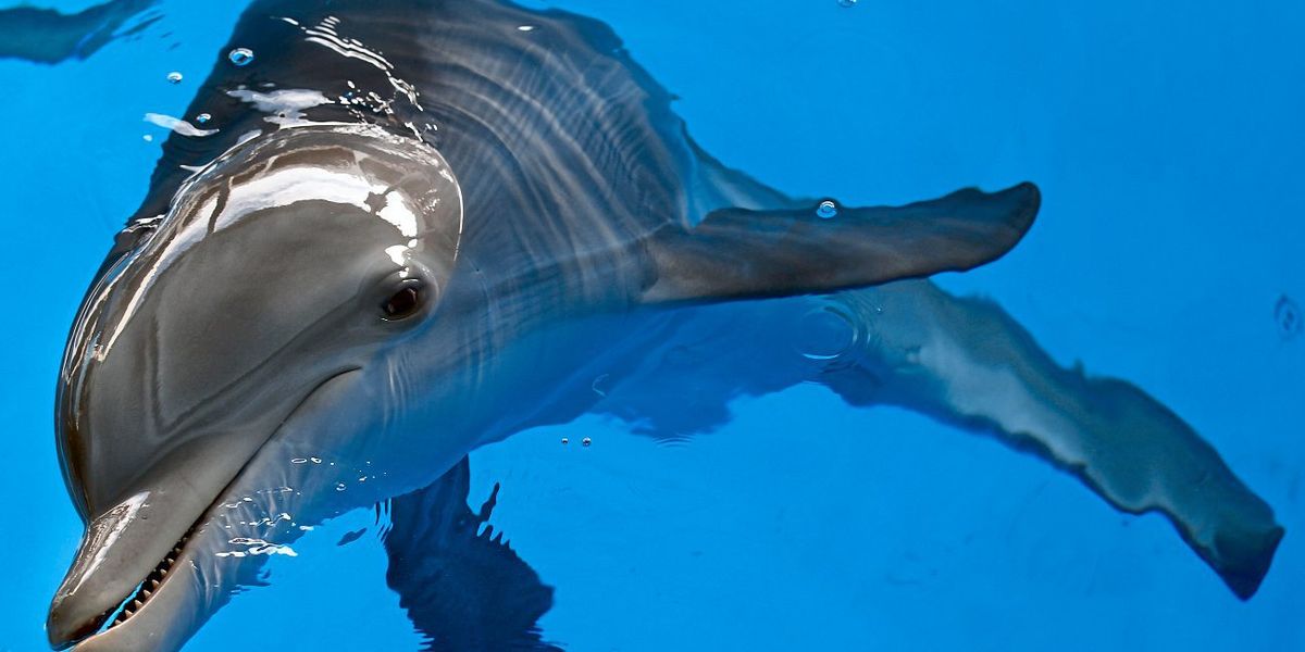 Der Delfin – ein Wal mit unfreiwilligem Polit-Image