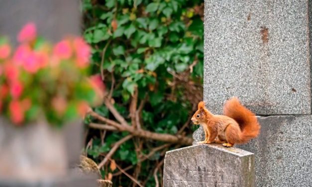 Der Friedhof als Hort der Artenvielfalt