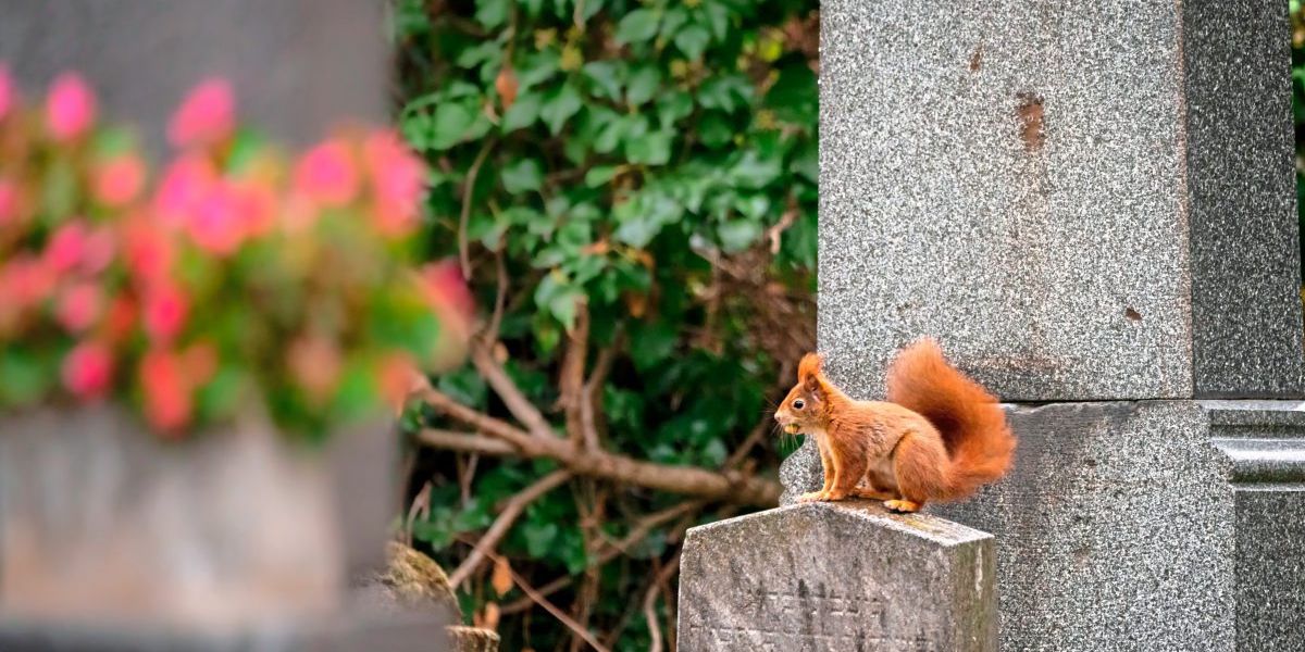 Der Friedhof als Hort der Artenvielfalt