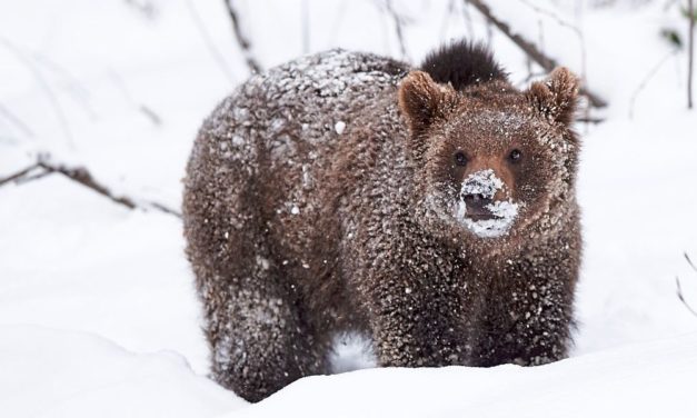 Wie Tiere im Winterschlaf überleben