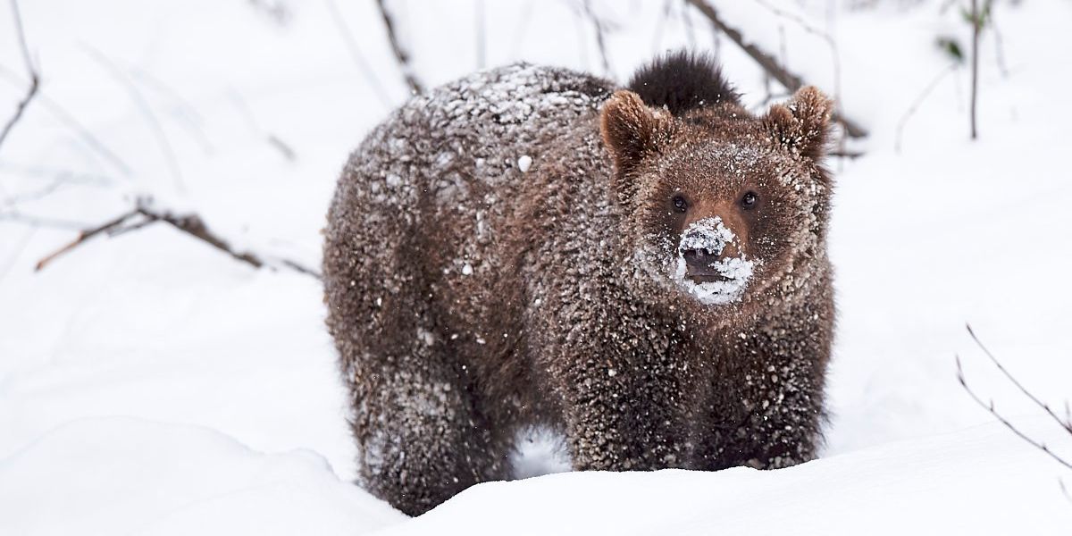 Wie Tiere im Winterschlaf überleben