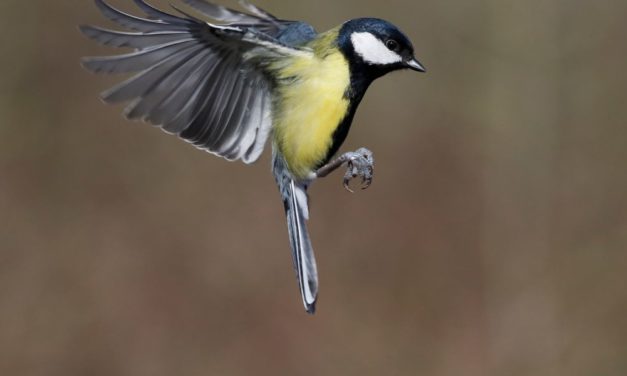 Vogelzählung in Österreich: Die Kohlmeise ist zurück