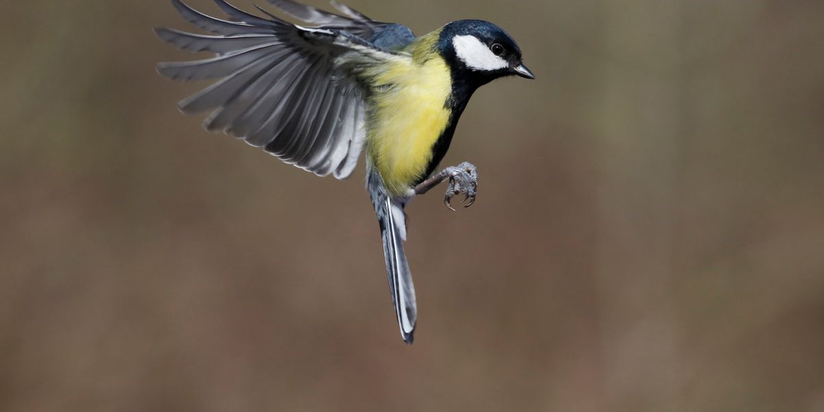 Vogelzählung in Österreich: Die Kohlmeise ist zurück