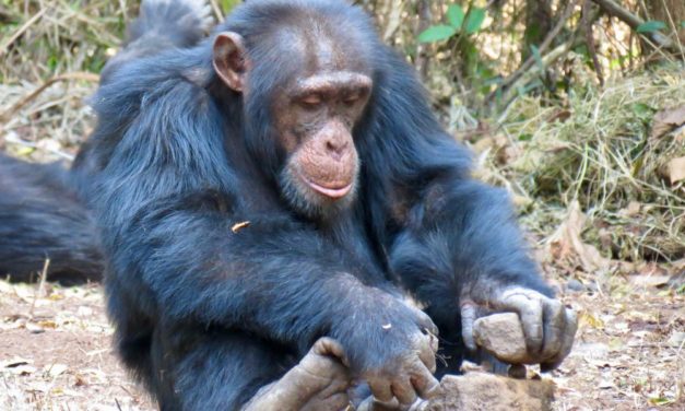 Schimpansen müssen lernen, wie man Werkzeug benutzt