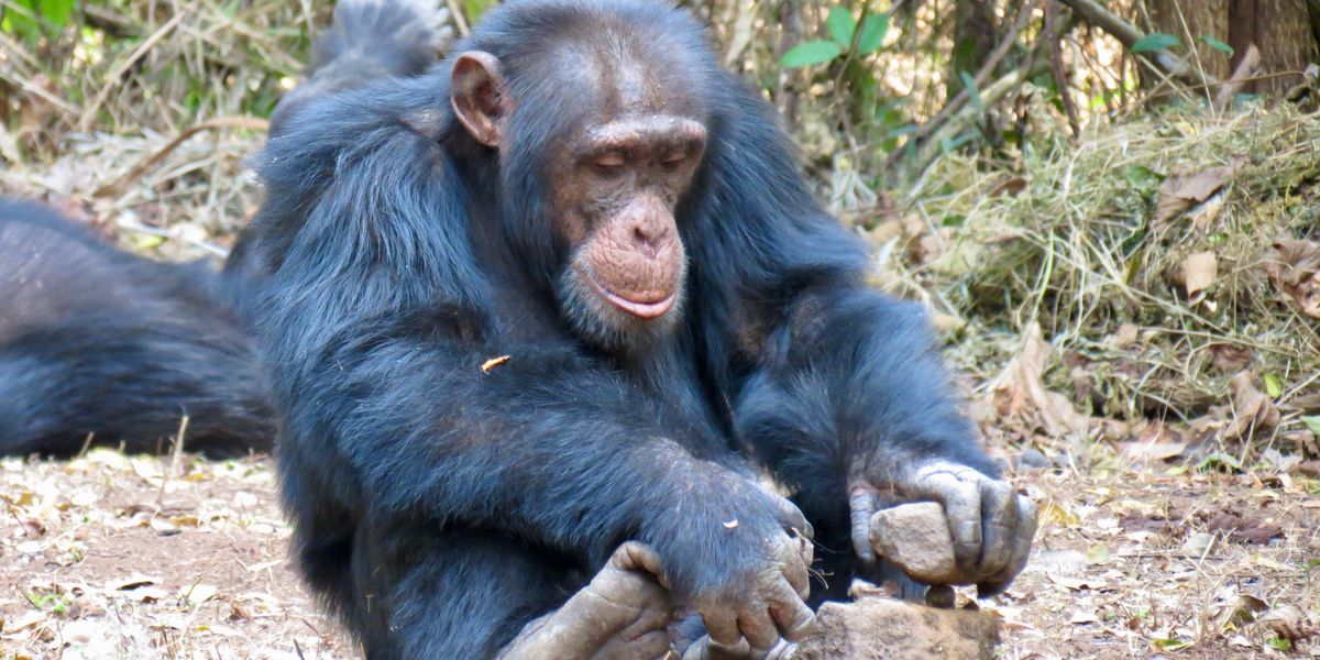 Schimpansen müssen lernen, wie man Werkzeug benutzt