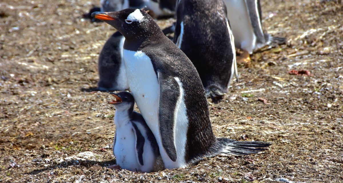 Root-Zugriff unter Linux durch Polkit-Lücke