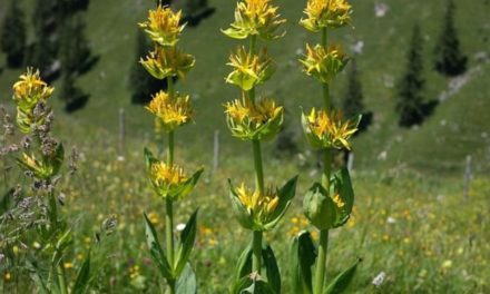 Der gelbe Enzian ist die Arzneipflanze 2022 in Österreich