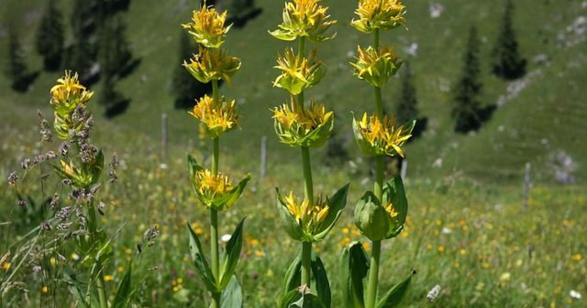 Der gelbe Enzian ist die Arzneipflanze 2022 in Österreich