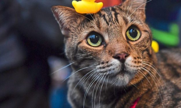 Sind wir schuld am kleinen Gehirn unserer Katzen?