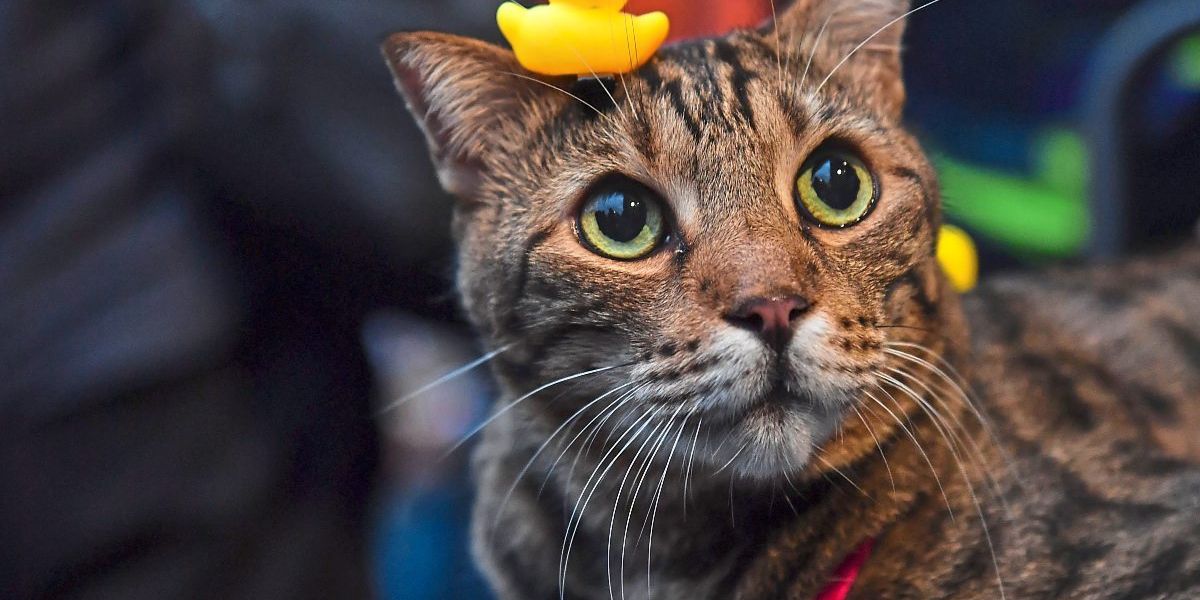 Sind wir schuld am kleinen Gehirn unserer Katzen?