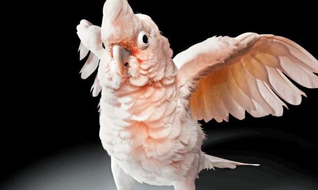 Kluge Kakadus beweisen bemerkenswerte Geschicklichkeit beim Golfen